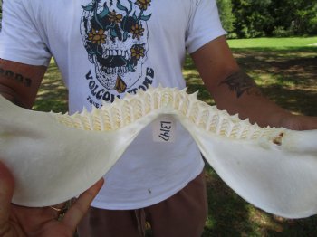 Large Bull Shark Jaw (Carcharhinus leucas) 15"Lx11"H<Font color=red> WITH VERY SHARP TEETH </font> for $204.99