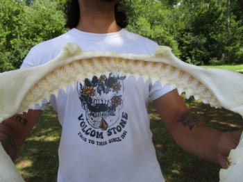 Large Bull Shark Jaw (Carcharhinus leucas) 15"Lx11"H<Font color=red> WITH VERY SHARP TEETH </font> for $204.99