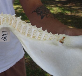 Large Bull Shark Jaw (Carcharhinus leucas) 15"Lx11"H<Font color=red> WITH VERY SHARP TEETH </font> for $204.99