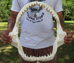 Large Bull Shark Ja...