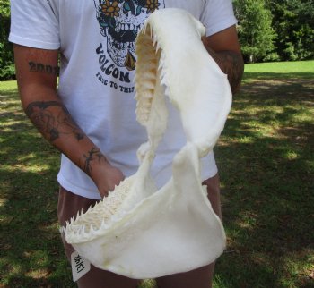 Large Bull Shark Jaw (Carcharhinus leucas) 15"Lx13.25"H<Font color=red> WITH VERY SHARP TEETH </font> for $204.99