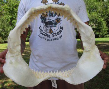 Large Bull Shark Jaw (Carcharhinus leucas) 15"Lx13.25"H<Font color=red> WITH VERY SHARP TEETH </font> for $204.99