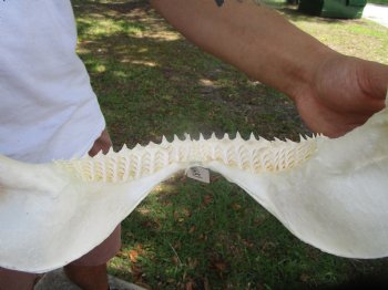 Large Bull Shark Jaw (Carcharhinus leucas) 15"Lx13.25"H<Font color=red> WITH VERY SHARP TEETH </font> for $204.99