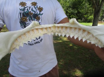 Large Bull Shark Jaw (Carcharhinus leucas) 15"Lx13.25"H<Font color=red> WITH VERY SHARP TEETH </font> for $204.99