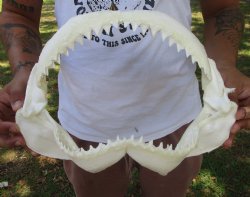 Authentic Bull Shar...