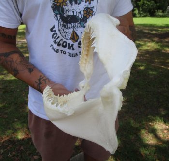 Authentic Bull Shark Jaw (12x8-7/8) <font color=red> With Razor Sharp Teeth</font> - Buy this for $144.99