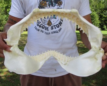 Authentic Bull Shark Jaw (12x8-7/8) <font color=red> With Razor Sharp Teeth</font> - Buy this for $144.99