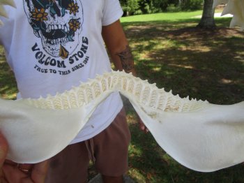 Authentic Bull Shark Jaw (12x8-7/8) <font color=red> With Razor Sharp Teeth</font> - Buy this for $144.99