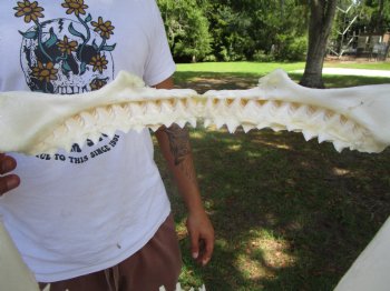 Authentic Bull Shark Jaw (12x8-7/8) <font color=red> With Razor Sharp Teeth</font> - Buy this for $144.99