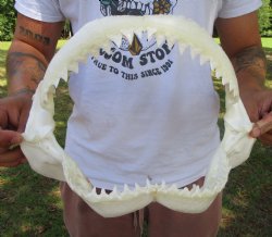 Genuine Bull Shark ...