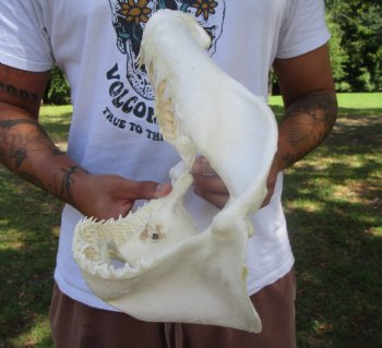 Genuine Bull Shark Jaw (12x9) <font color=red> With Razor Sharp Teeth</font>- Buy this for $144.99