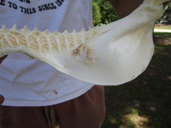 Genuine Bull Shark Jaw (12x9) <font color=red> With Razor Sharp Teeth</font>- Buy this for $144.99