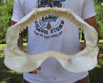 Genuine Bull Shark Jaw (12x9) <font color=red> With Razor Sharp Teeth</font>- Buy this for $144.99