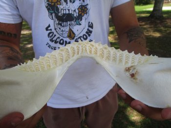 Genuine Bull Shark Jaw (12x9) <font color=red> With Razor Sharp Teeth</font>- Buy this for $144.99