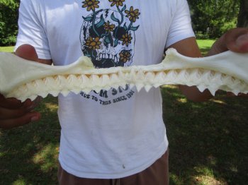 Genuine Bull Shark Jaw (12x9) <font color=red> With Razor Sharp Teeth</font>- Buy this for $144.99