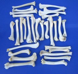 30 Authentic Deer B...