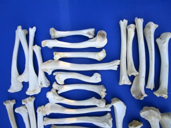 30 Authentic Deer Bones 7 to 12 inches - SALE $1.00 each