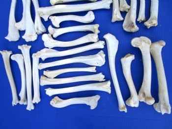 30 Authentic Deer Bones 7 to 12 inches - SALE $1.00 each