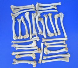 30 Authentic Deer B...
