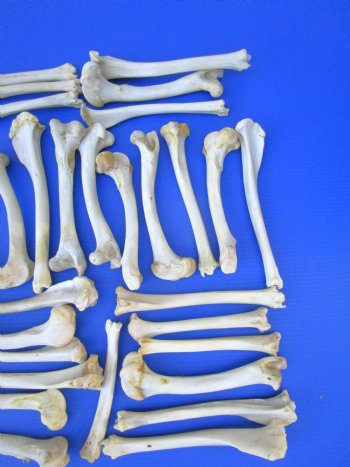 30 Authentic Deer Bones 7 to 12 inches - SALE $1.00 each