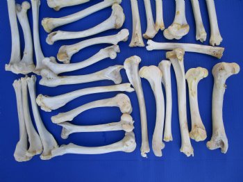 30 Authentic Deer Bones 7 to 12 inches - SALE $1.00 each