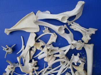 3.25 Pounds Assorted Animal Bones of Wild Hog and Whitetail Deer 1 to 10 inches for $11.25 a pound