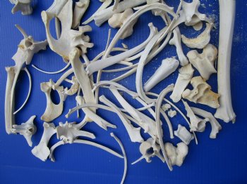 3.25 Pounds Assorted Animal Bones of Wild Hog and Whitetail Deer 1 to 10 inches for $11.25 a pound