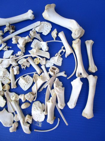 100 Assorted Animal Bones 1/2 to 7 inches for .45 each