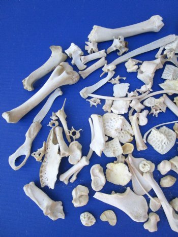 100 Assorted Animal Bones 1/2 to 7 inches for .45 each