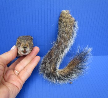 Preserved Real Squirrel Head and Tail for $14.99