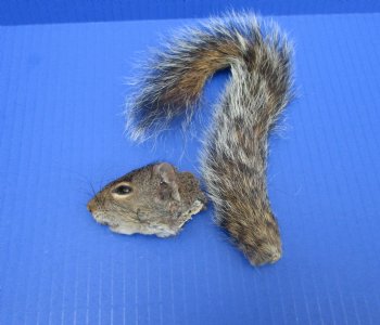 Preserved Real Squirrel Head and Tail for $14.99