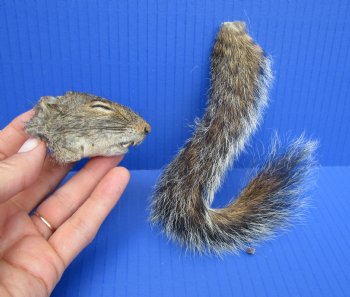 Preserved Real Squirrel Head and Tail for $14.99