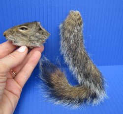 Preserved Real Squirrel Head and Tail for $14.99