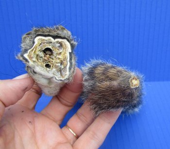 Preserved Real Squirrel Head and Tail for $14.99