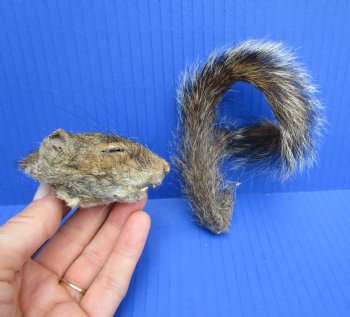 Preserved Real Squirrel Head and Tail for $14.99