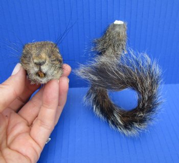 Preserved Real Squirrel Head and Tail for $14.99