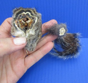 Preserved Real Squirrel Head and Tail for $14.99