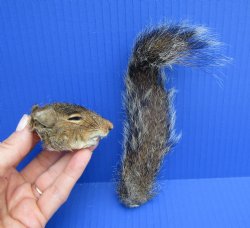 Preserved Real Squi...