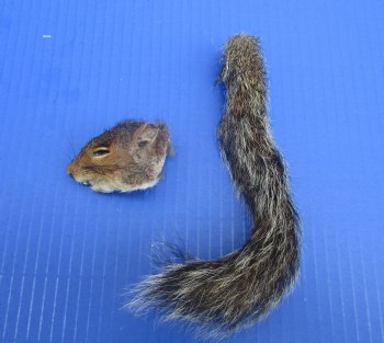 Preserved Real Squirrel Head and Tail for $14.99