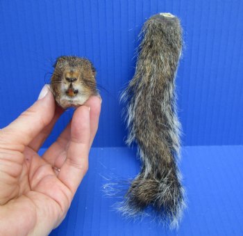 Preserved Real Squirrel Head and Tail for $14.99