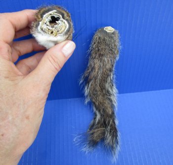 Preserved Real Squirrel Head and Tail for $14.99