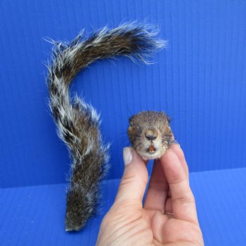 Preserved Real Squirrel Head and Tail for $14.99