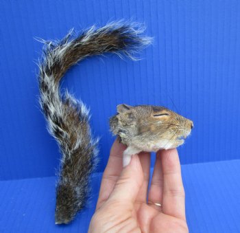 Preserved Real Squirrel Head and Tail for $14.99