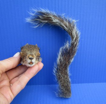 Preserved Real Squirrel Head and Tail for $14.99