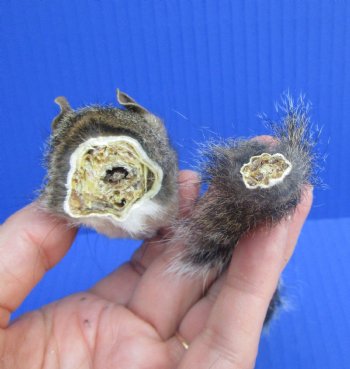 Preserved Real Squirrel Head and Tail for $14.99