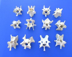 12 Wild Hog Neck Vertebrae Bones in Bulk - $2.50 each