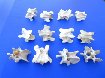 12 Wild Hog Neck Vertebrae Bones in Bulk - $2.50 each