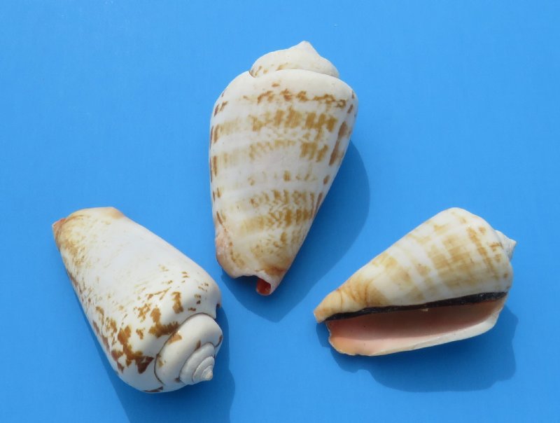 Strawberry Conch Shells for Sale, Strombus Luhuanus 8.25 for 5 pounds