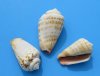 Bulk Strawberry Strombus Conch Shells for Sale, 1-1/2 inches to 2-1/4 inches, an Orange and White Seashell - Pack of 1 (4.4 pounds) @ $8.00 a bag; Pack of 3 bags (4.4 pounds each) @ $7.20 a bag