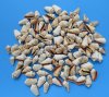 Strawberry Strombus Luhuanus Conch Shells in Bulk Case of 20 kilos (44 pounds) @ 3.00 a kilo; 